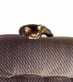 ven katten gillade soffan